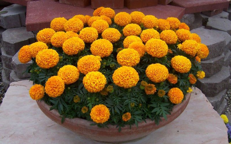Marigold flowers displayed during Tet symbolize wealth and health.
