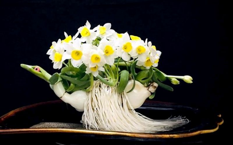 Daffodils displayed during Tet (Vietnamese New Year) symbolize wealth and good feng shui.