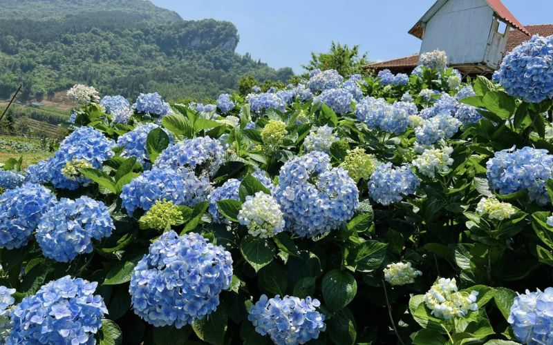 Hydrangeas displayed during Tet (Vietnamese New Year) symbolize fulfillment and good fortune.