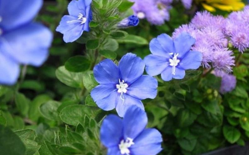 Delicate flowers displayed during Tet (Vietnamese New Year) have gentle colors, bringing good fortune and peace.