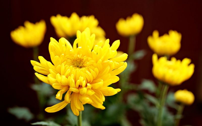 Yellow chrysanthemums and pompom chrysanthemums displayed during Tet symbolize wealth and prosperity.