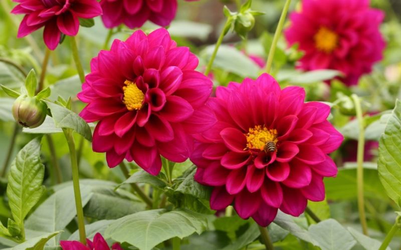 Dahlias displayed during Tet (Vietnamese New Year) are vibrant and symbolize prosperity.