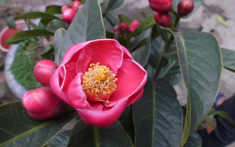 Red begonia flowers displayed during Tet symbolize wealth and prosperity.