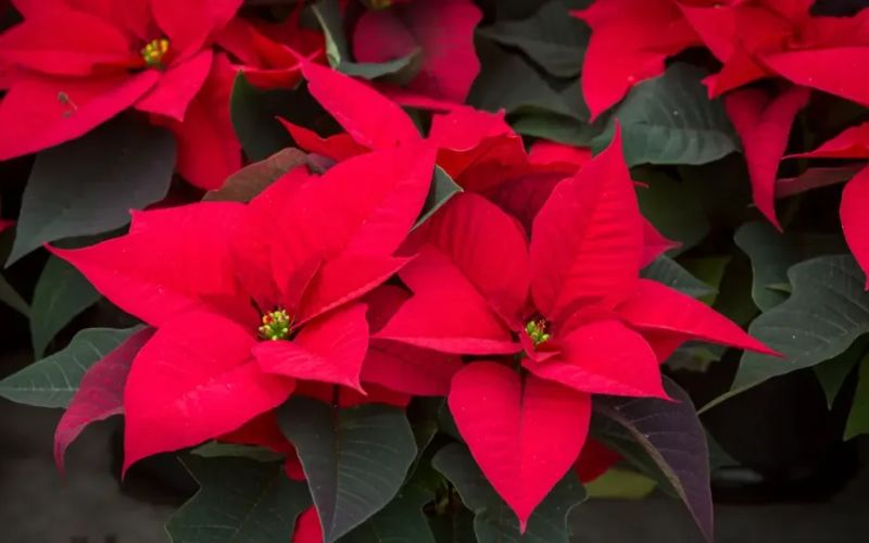The vibrant red poinsettia flowers displayed during Tet symbolize success.