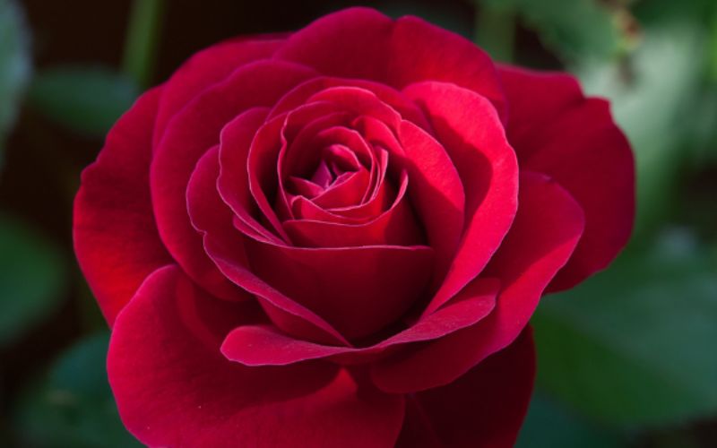 Roses displayed during Tet symbolize happiness.