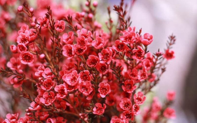 Willow blossoms displayed during Tet bring wealth and good fortune
