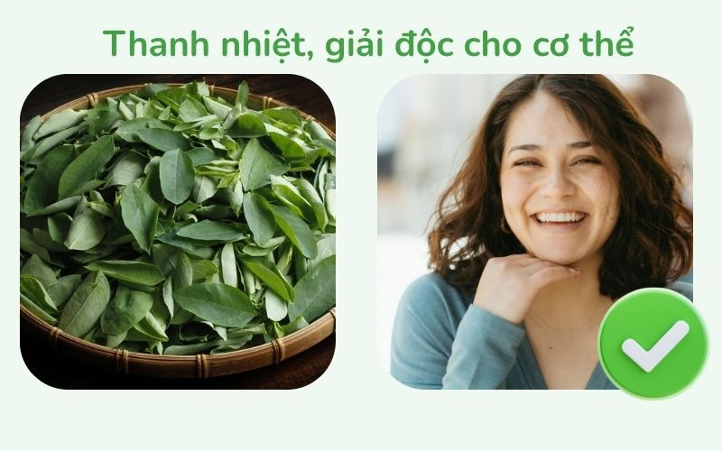Tác dụng thanh nhiệt, giải độc của rau ngót đối với sức khỏe