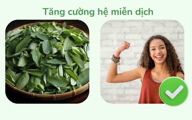 Rau ngót giúp tăng cường hệ miễn dịch