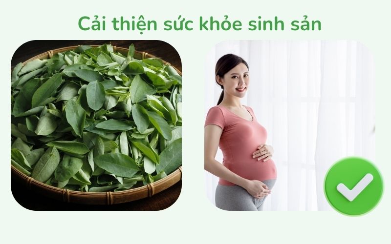 Rau ngót giúp cải thiện sức khỏe sinh sản