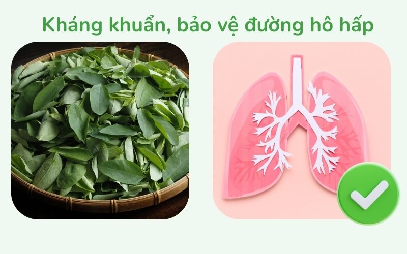 Tác dụng kháng khuẩn, bảo vệ đường hô hấp