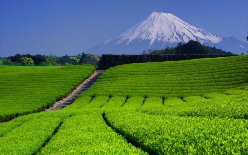 Lá trà xanh trồng tại uji nhật bản vùng sản xuất matcha nổi tiếng