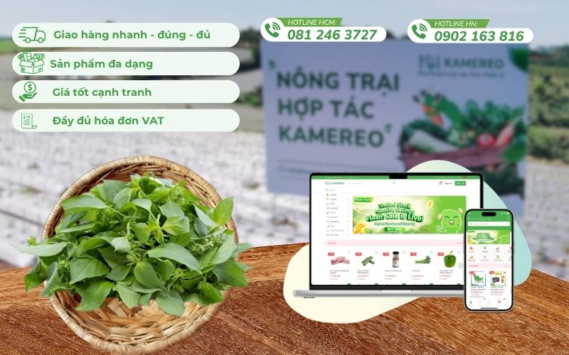 Mua lá é sỉ giá tốt, đầy đủ hóa đơn VAT cho doanh nghiệp F&B tại Kamereo