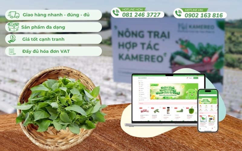 Kamereo - Ứng dụng cung cấp lá é sỉ, đầy đủ hóa đơn VAT cho doanh nghiệp F&B