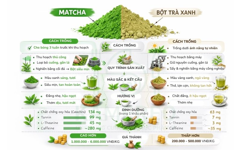 Matcha và bột trà xanh đều từ lá trà xanh nhưng khác nhau bởi cách gieo trồng, quy trình sản xuất, hương vị và hàm lượng dinh dưỡng