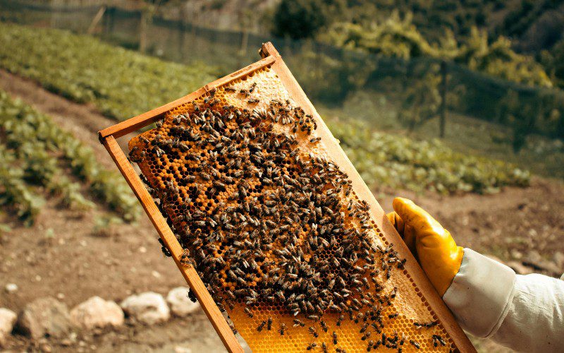 Mật ong nguyên chất 100% chuẩn tự nhiên tại Cvdbeehoney với mức giá tốt