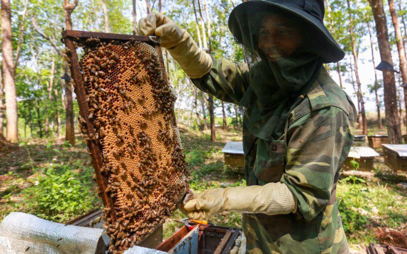 Matthew Mart cung cấp mật ong rừng nguyên chất, nguồn gốc rõ ràng, giá hợp lý