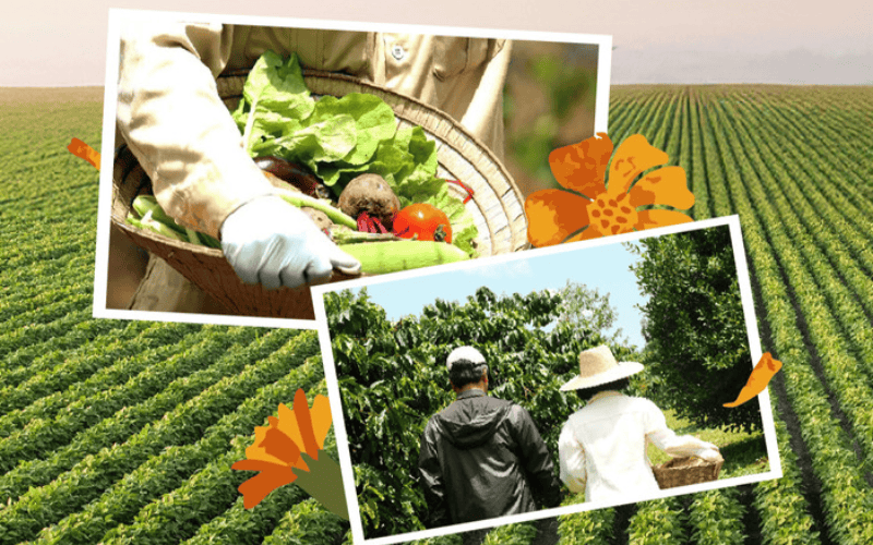Organica là đơn vị chuyên cung cấp thực phẩm hữu cơ, chuẩn sạch tự nhiên.