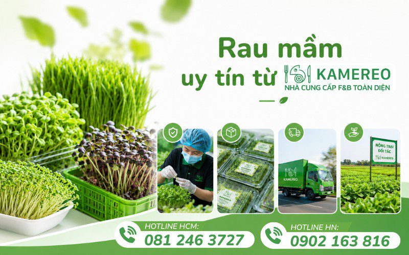 Kamereo là nhà cung cấp rau mầm giá sỉ Hà Nội