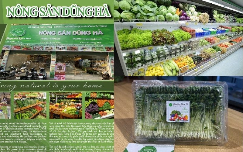 Nông Sản Dũng Hà cung cấp rau mầm giá sỉ tại Hà Nội với nguồn hàng tươi sạch