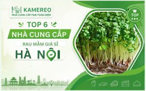 Nhà cung cấp rau mầm giá sỉ Hà Nội chất lượng
