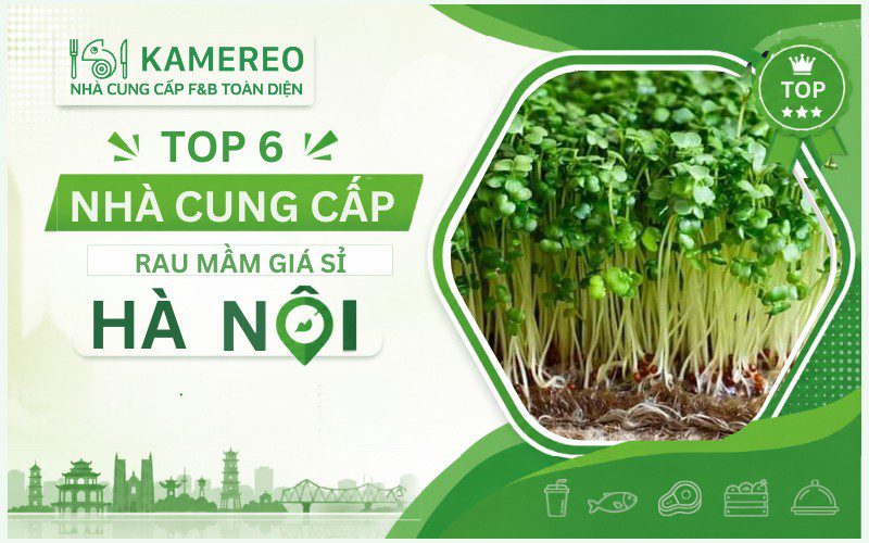 Nhà cung cấp rau mầm giá sỉ Hà Nội chất lượng