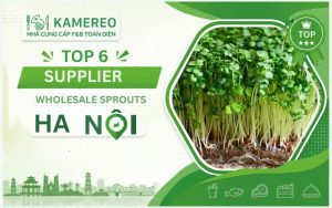 wholesale supplier of sprouts in Hanoi