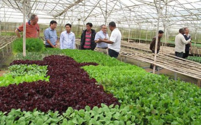 Rau củ quả Đà Lạt thu hoạch trực tiếp từ nông trại và vận chuyển đến Hà Nội