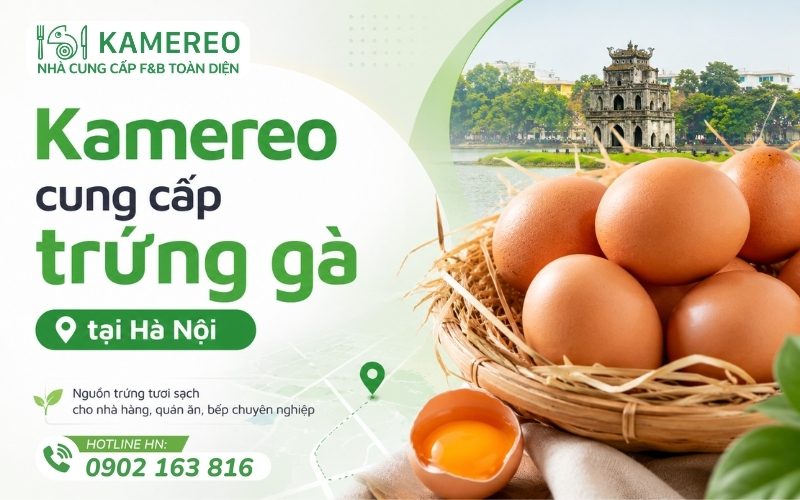 Kamereo cung cấp trứng gà giá sỉ tại Hà Nội cho nhà hàng, khách sạn và doanh nghiệp F&B