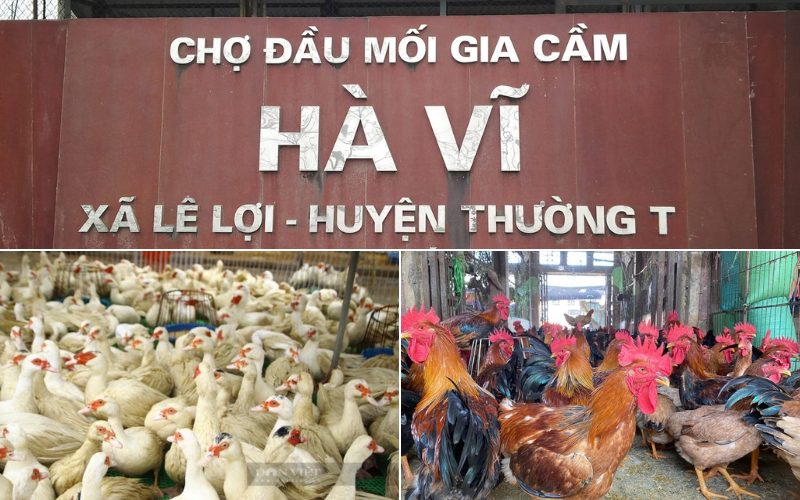 Không khí giao thương tại chợ đầu mối gia cầm Hà Vỹ vào sáng sớm