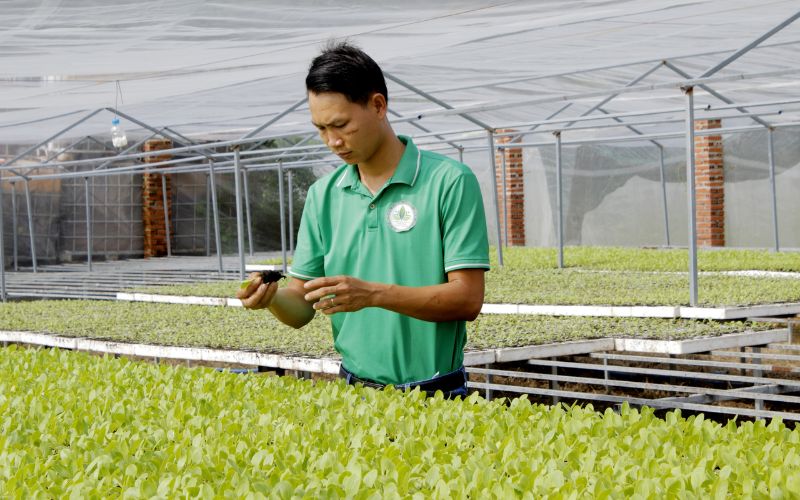 HTX Châu Pha đảm bảo nguồn cung rau sạch lớn ổn định, đảm bảo chất lượng